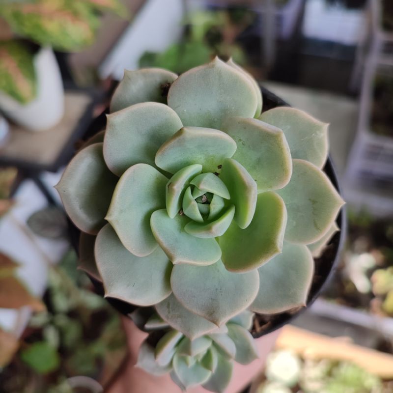 Sukulen Graptoveria titubans medium/Echeveria tituban medium size