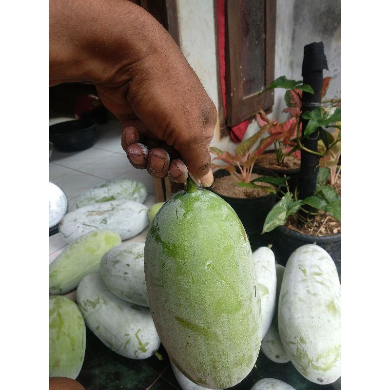 

buah bligo kundur 1,5kgsampai 2kg