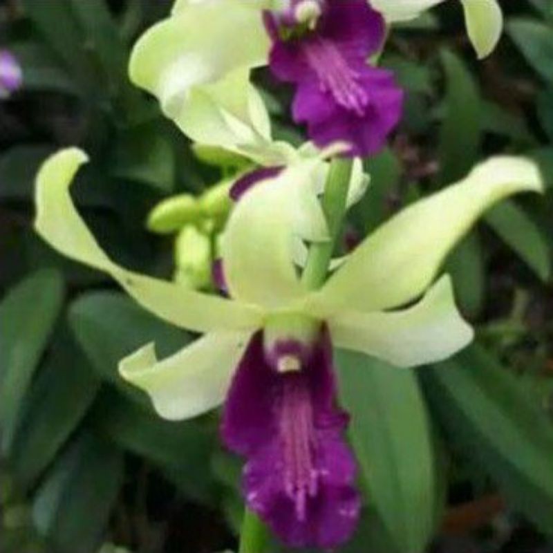 dendrobium dr uthai green