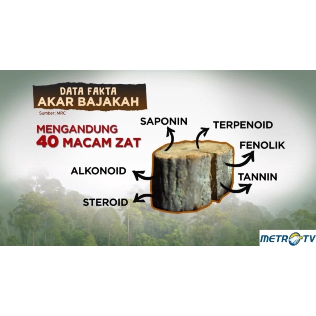 [100% Asli] Teh Celup Akar Kayu Bajakah Asli Kalimatan Kuning Merah Tampala Obat Herbal Tumor Kanker