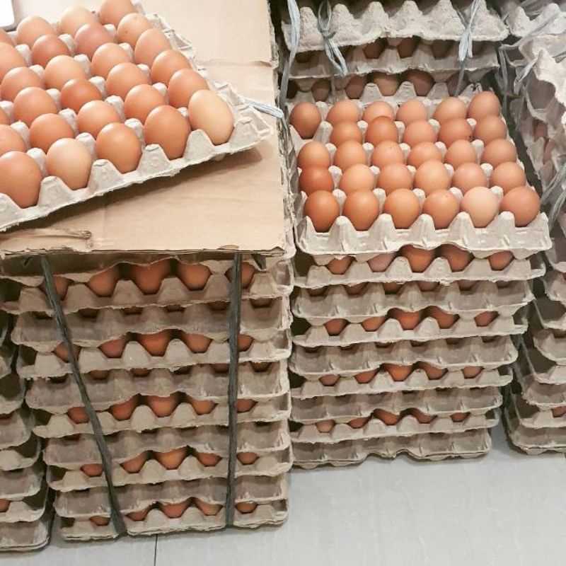 

Telur Ayam Negeri Fresh 1kg