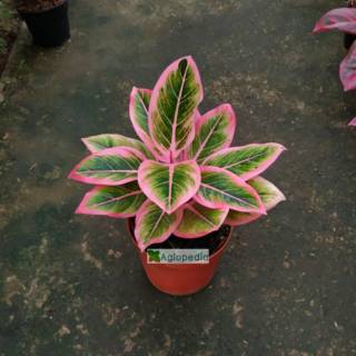 Aglonema Lotus Delight LOTUS DELIGHT GRATIS SURAT Aglonema Lotus Delight LOTUS DELIGHT GRATIS SURAT