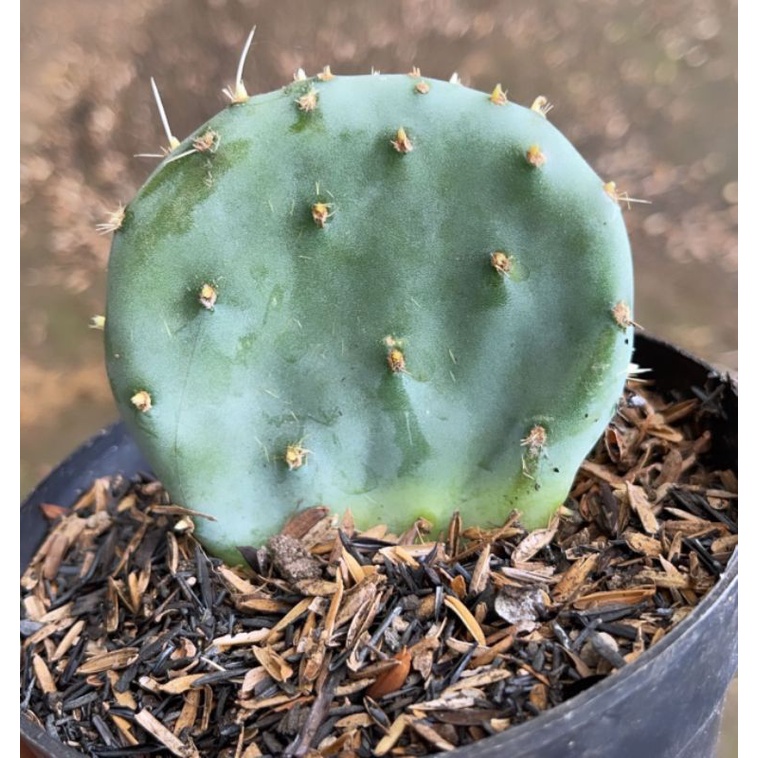 Kaktus Opuntia Blue