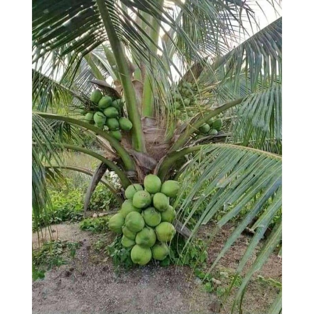 bibit/cikal buah kelapa hibrida f1