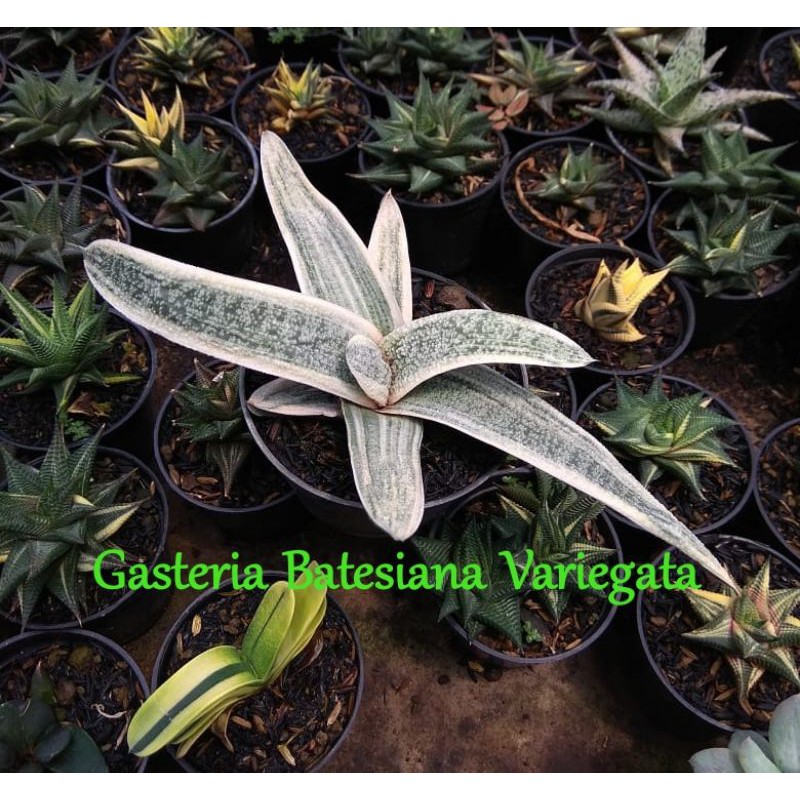 Gasteria Batesiana Variegata