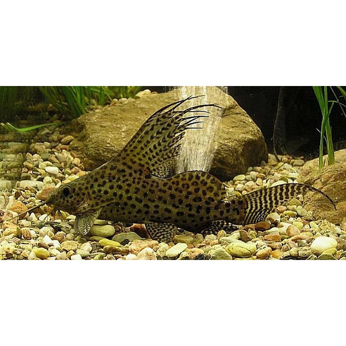 IKAN SAPU-SAPU SYNODONTIS HIAS AQUASCAPE ALGAE EATER LUMUT GUPPY LOHAN