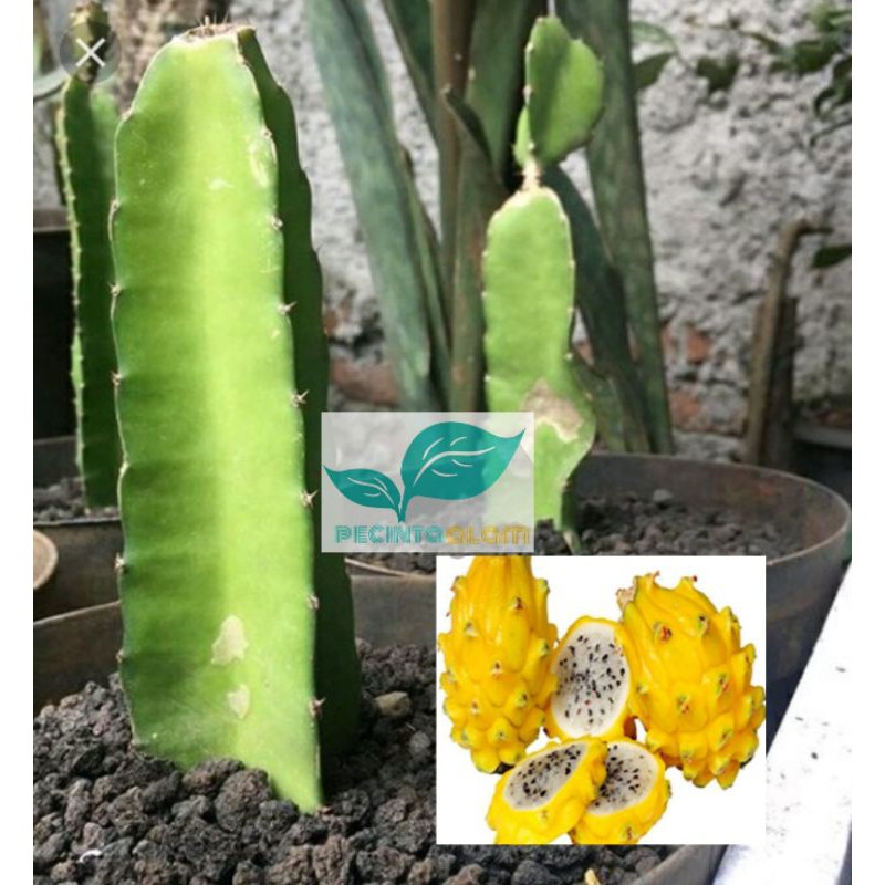 Bibit buah naga kuning super/Tanaman buah naga kuning