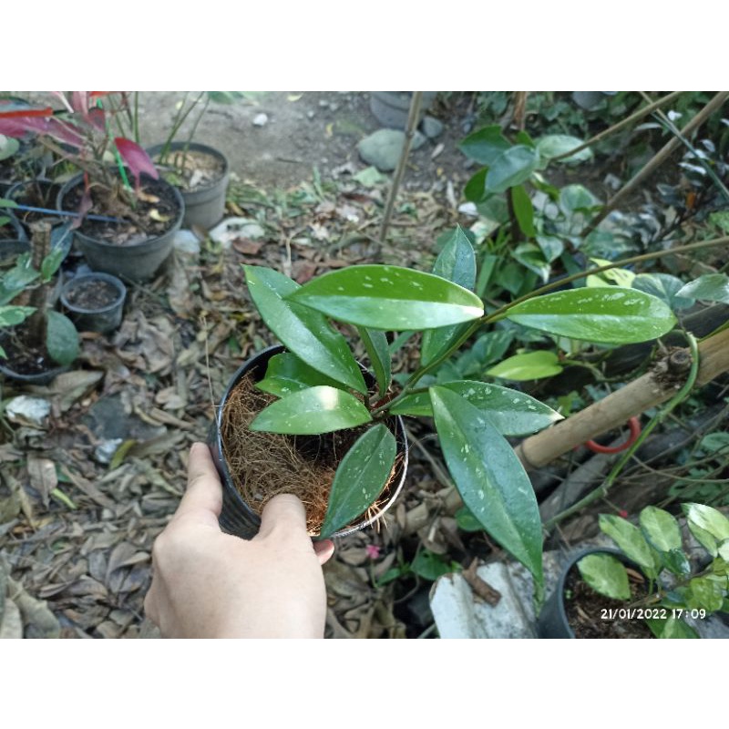 Hoya Pubicalyx Splash