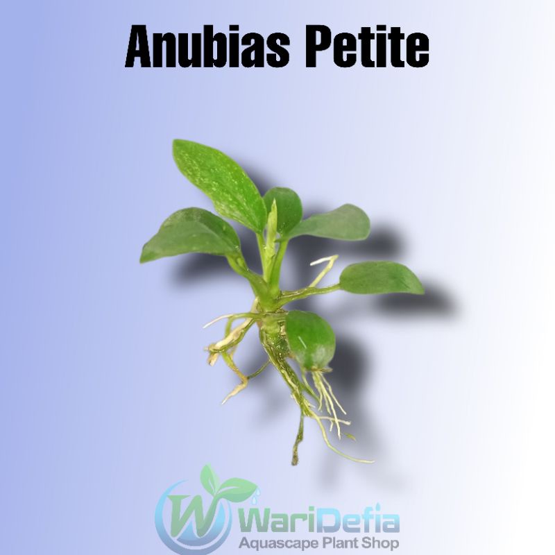 Anubias Petite Tanaman Aquascape