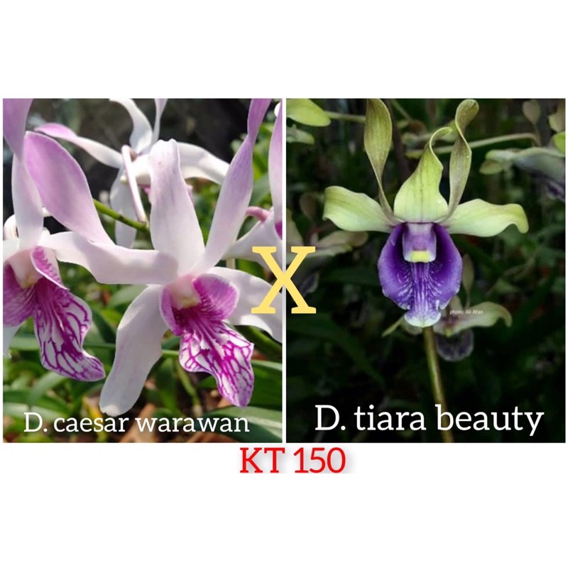 Jual Dendrobium Caesar Warawan x Dendrobium Tiara Beauty - Seedling ...
