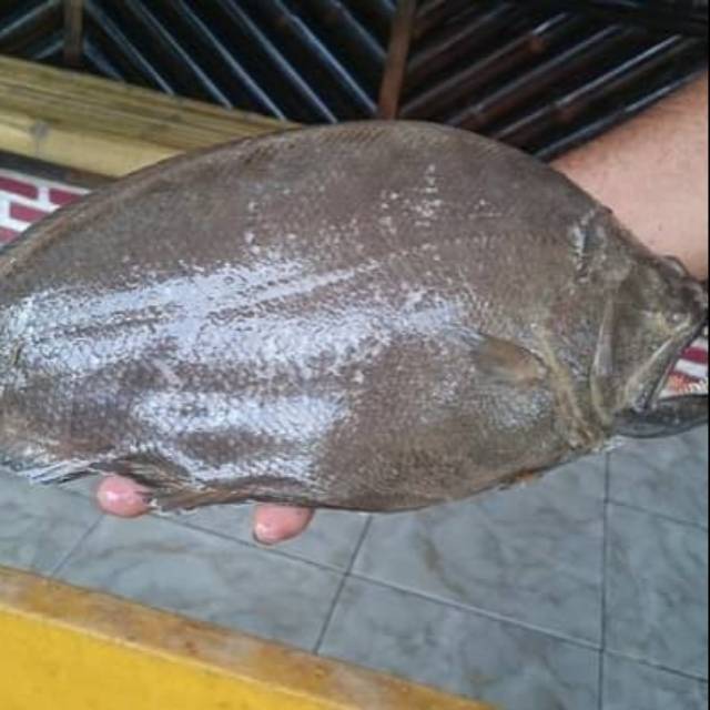 

Ikan kakap sebelah ikan lqut segar ikan fresh