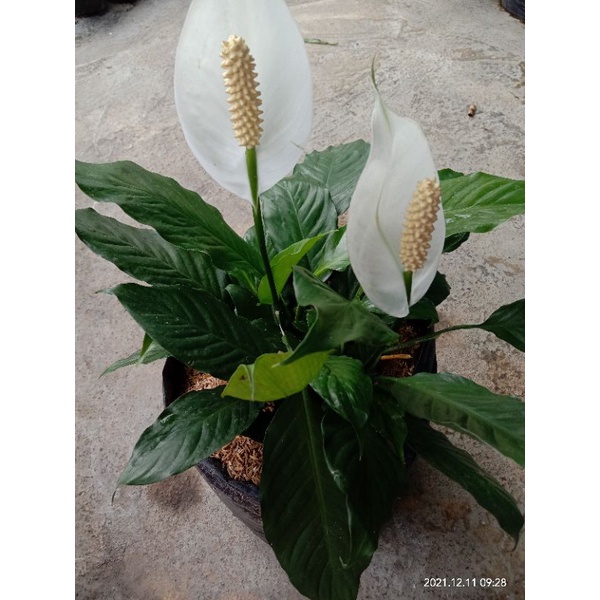 Bunga Spathuphyllum/Peace Lily