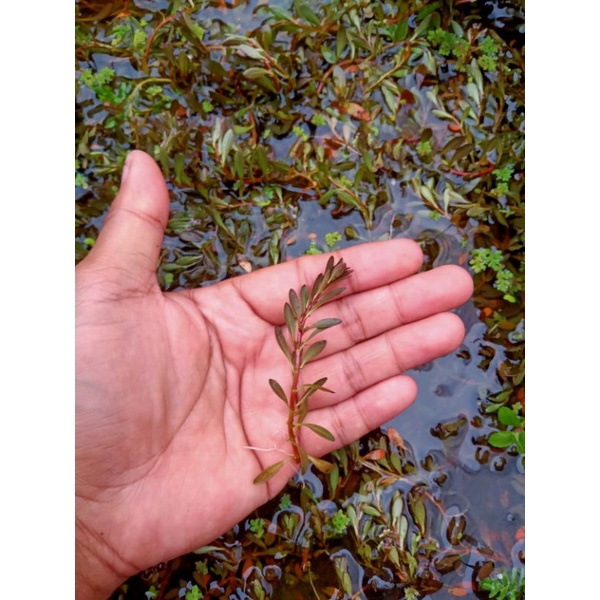 Ludwigia Inclinata Brown
