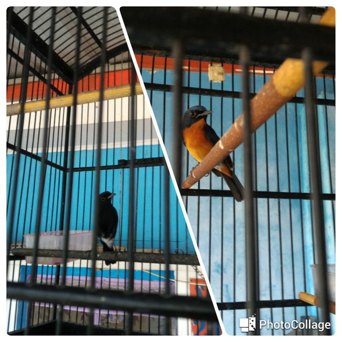 New Promo Burung Tledekan Dan Decu Shopee Indonesia