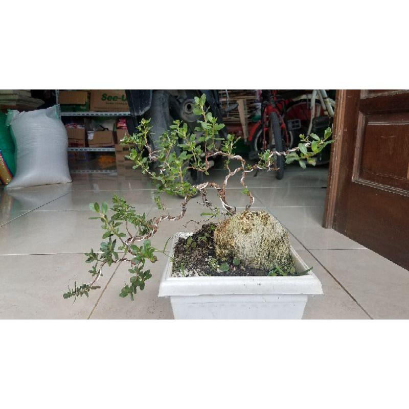 Bonsai santigi prospek