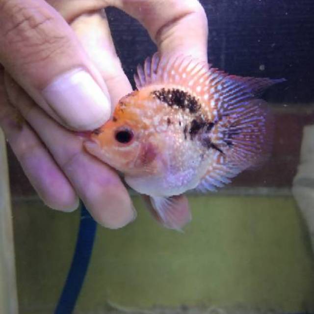 Ikan louhan lohan bonsai bulet koin mutasi gb kode 3