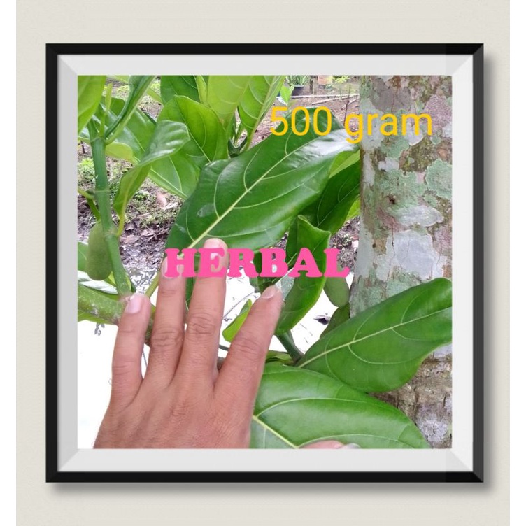 

Daun Herbal Nangka Segar Untuk Diabetes Penurun Panas Mengobati Borok Bisul