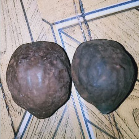 Muncang/ kemiri adu jenis jalim jawa