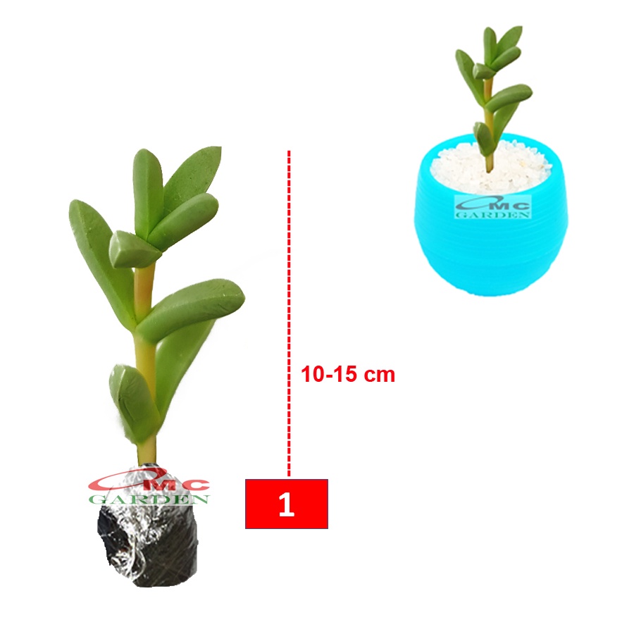 Tanaman Hias Sukulen Sekulen Mini Succulent Kaktus 2130