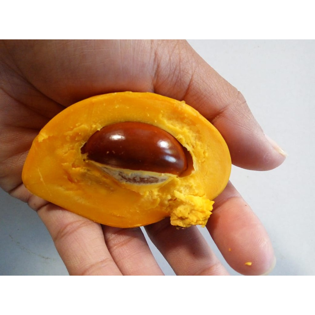 

Yellow Sapote Varietas From Mexico