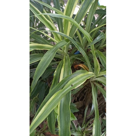Pandan Variegata