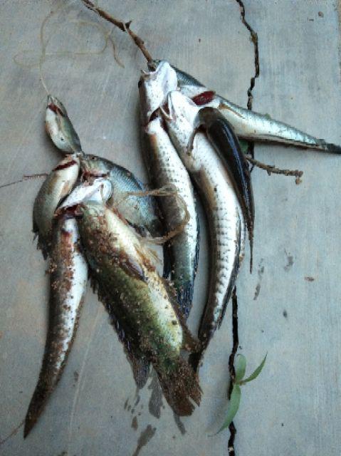 Payung Bubu Jaring Jebakan Perangkap Udang Ikan Kepiting Model Payung