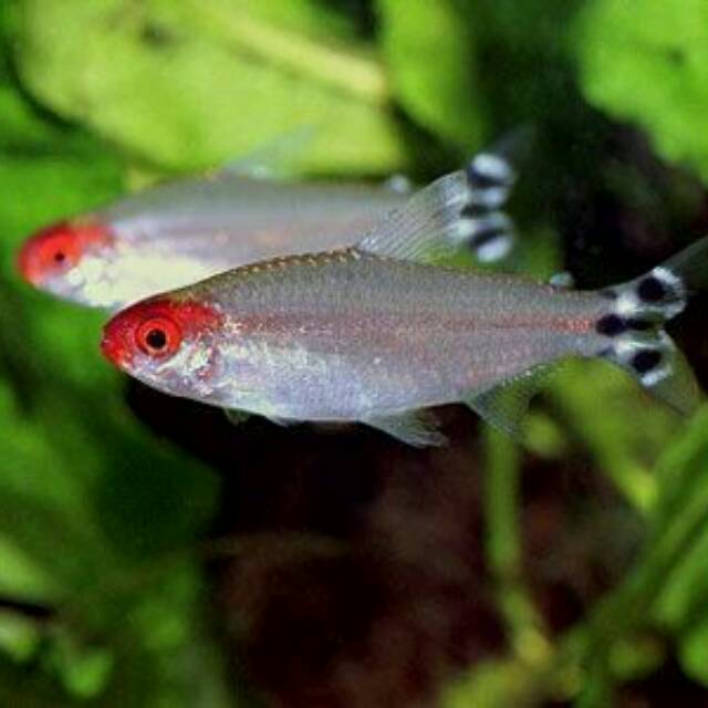 

Rednose