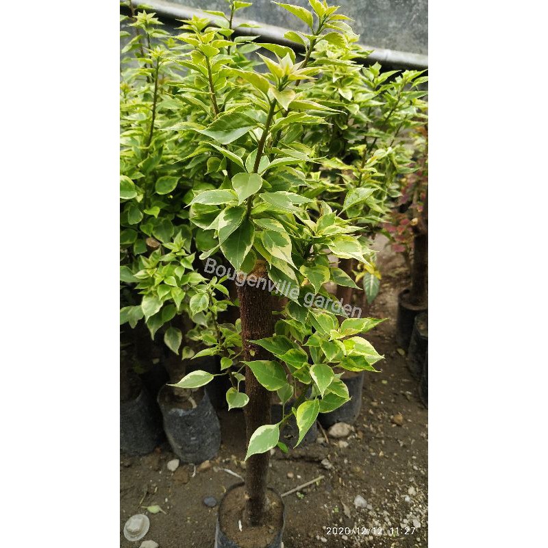 tanaman hias bougenville Singapore varigata sambung pucuk SUPER ( batang besar ) stok terbatas