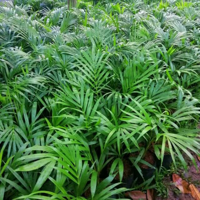 Tanaman palem kuning - tanaman indoor palem kuning tinggi 50cm