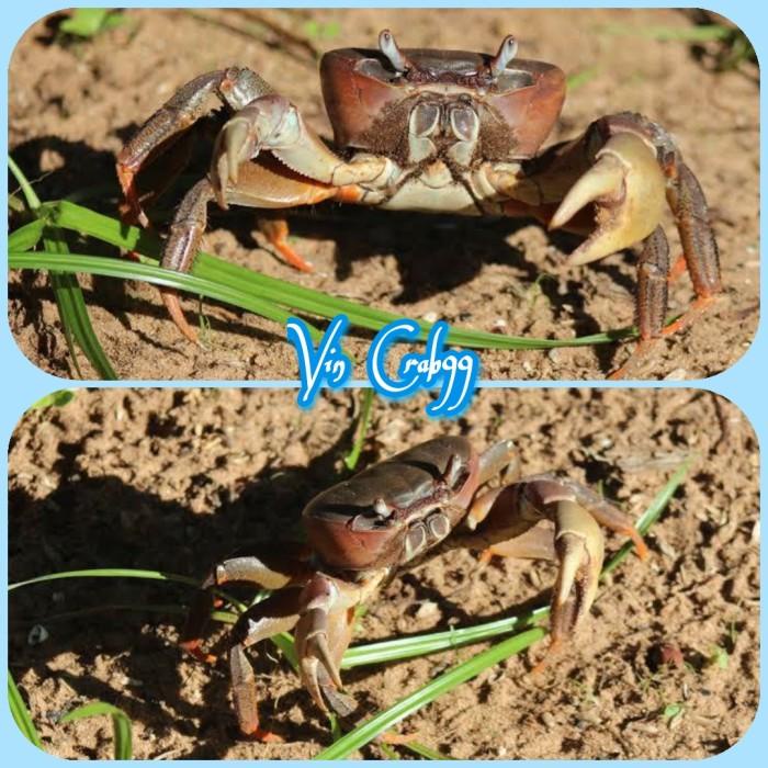 

2.2 Kepiting Hias Tawar Cardisoma Carnifex Premium