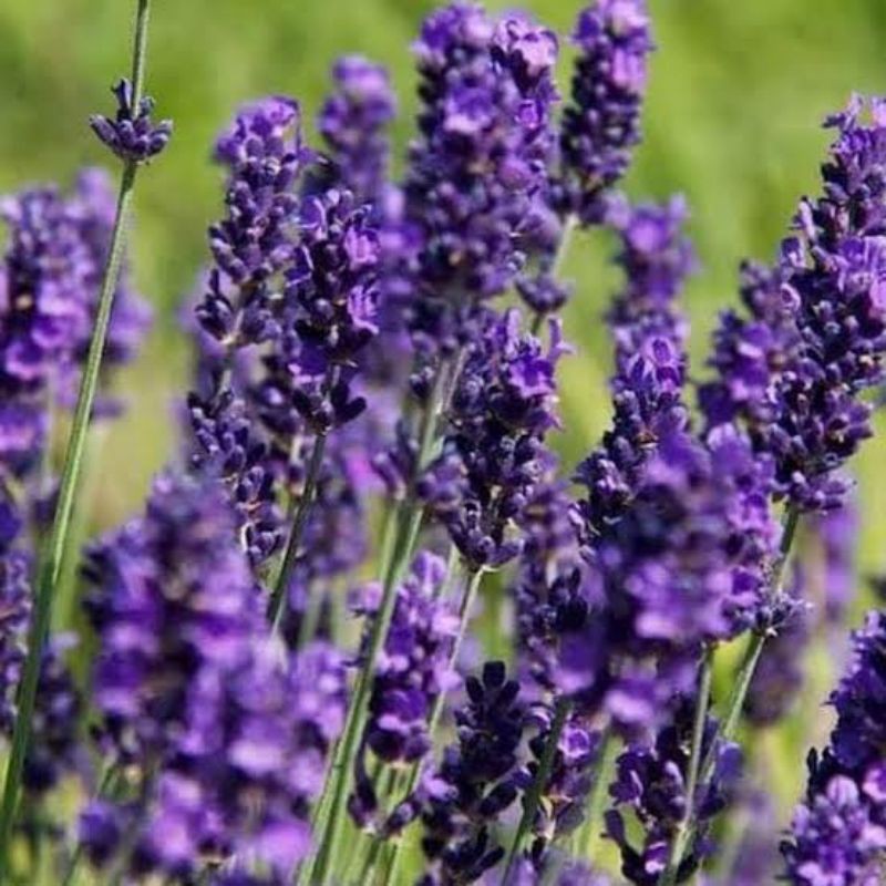 Bibit Bunga Lavender Super Terlaris