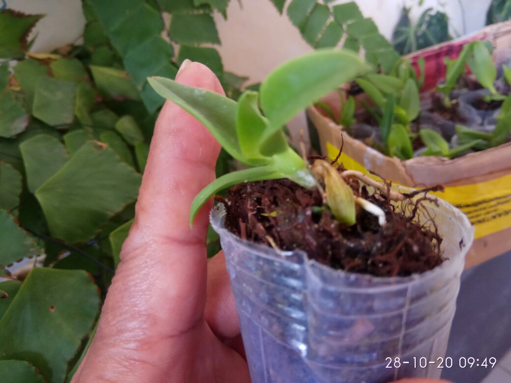 Bibit Anggrek Dendro - Seedling Hybrid Dendrobium Melintir - Keriting