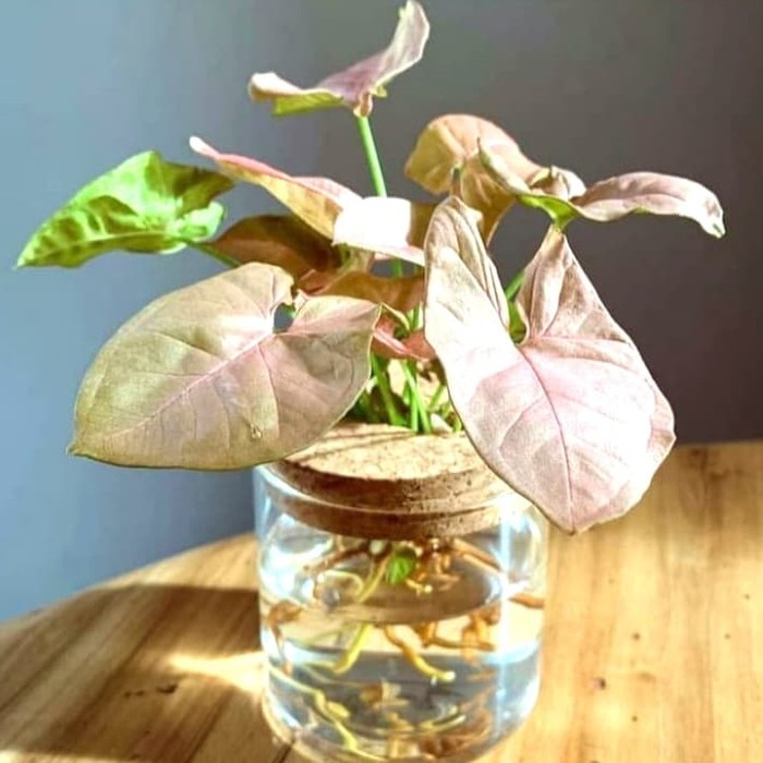 Tanaman Singonium merah | keladi syngonium pink | Singonium maroon