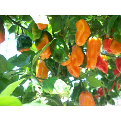 Benih-Bibit Cabe Habanero Orange (Haira Seed)