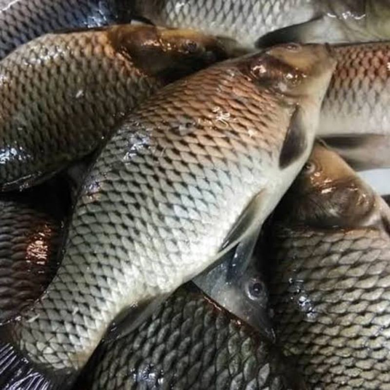 

ikan mas segar