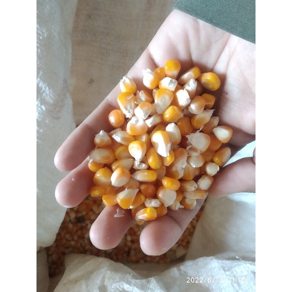 

Jagung Pipil Kering Pakan Ayam 1kg