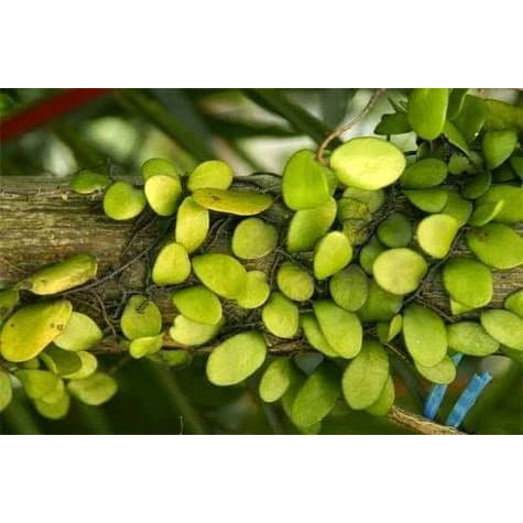 

terbaik Daun Sisik Naga - Obat Kencing Nanah