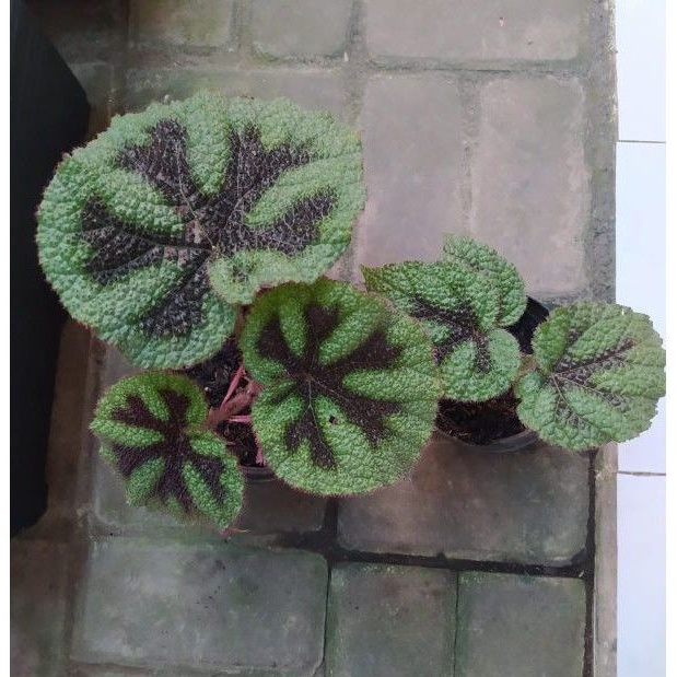 Begonia iron cross / begonia tapak singa