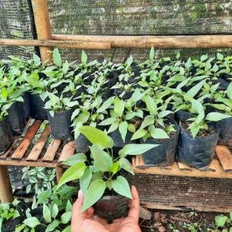 Bibit Anthurium Gelombang Cinta