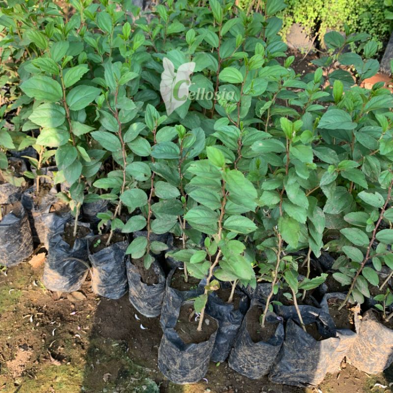 ID BIBIT TANAMAN POHON BIDARA ARAB ASLI DAUN BIDARA ARAB