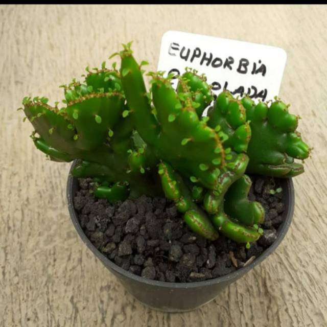 Euphorbia oncolada cristata