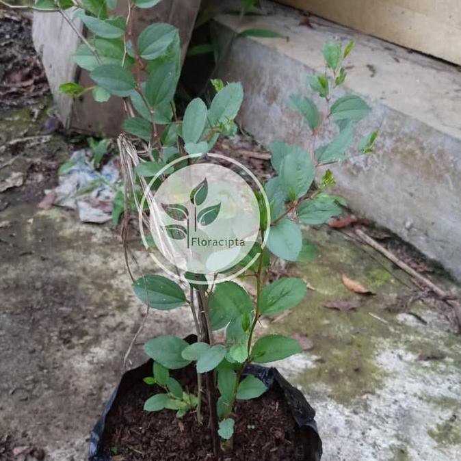 Bibit Tanaman Bidara Bibit Pohon Bidara Daun Buah Bidara Arab Tanaman Sidr Shidr Cint