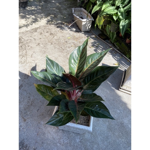 aglonema hot lady black