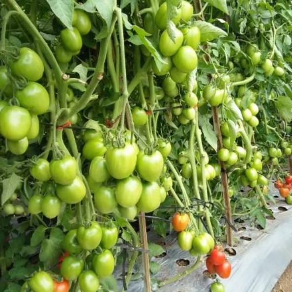 Menarik.. Benih Tomat Latansa F1 - Bibit Tanaman Unggul Sayur Tomat Hibrida - Biji Tomat Bekualitas 