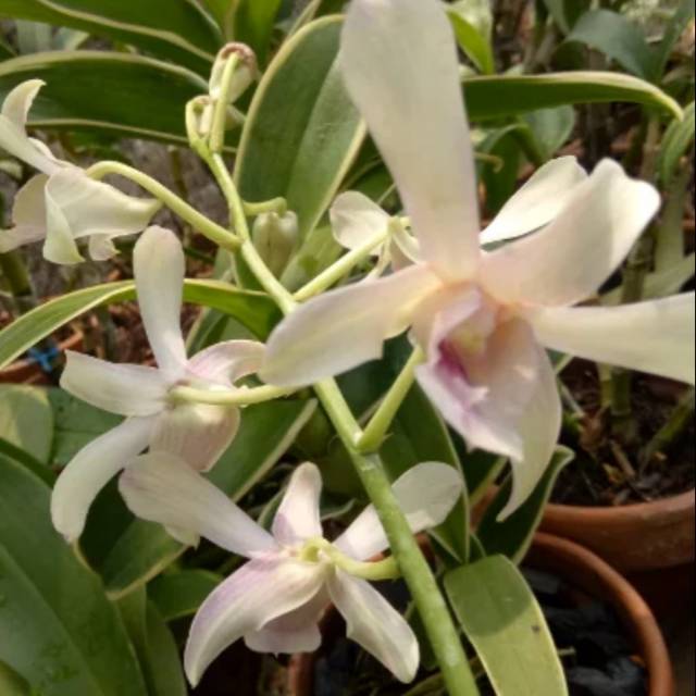 bibit Anggrek dendrobium Channel Fragrance