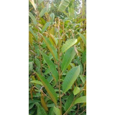 Entres Durian Hitam/Oche super unggul