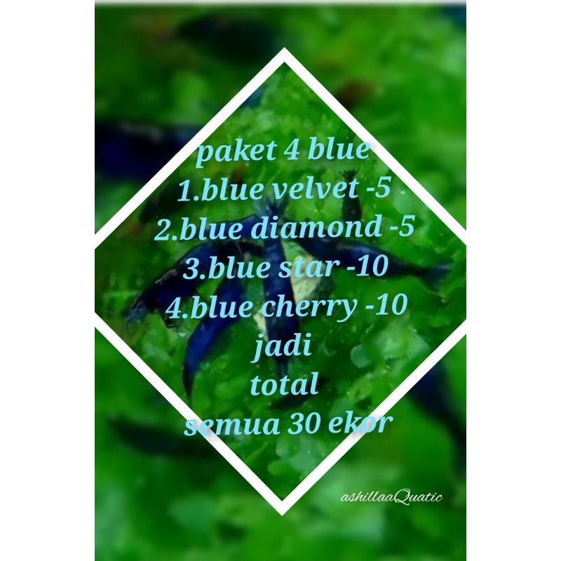 udang hias aquascape paket 4 blue
