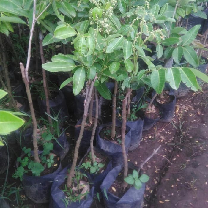 bibit klengkeng mata lada unggul