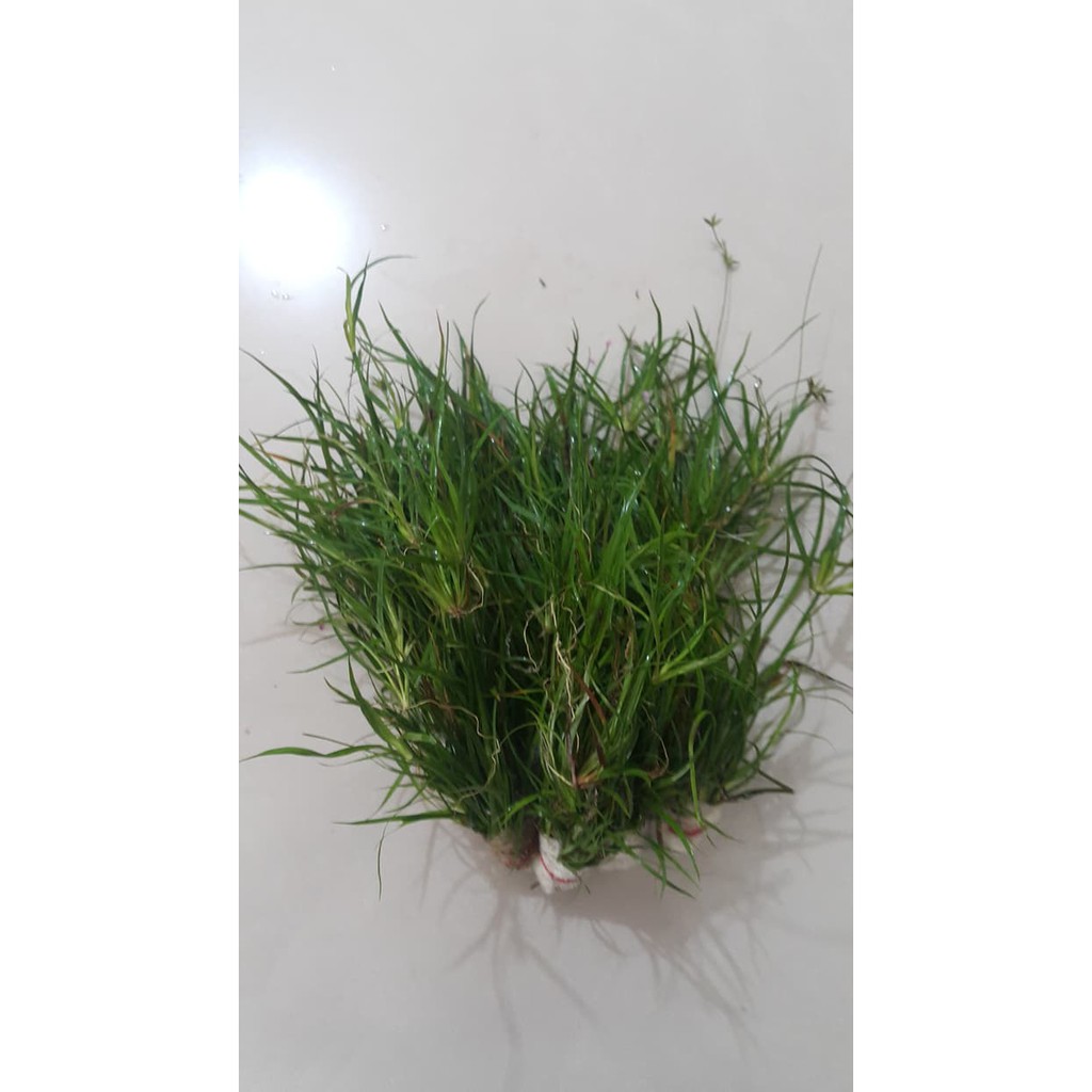

Juncus repens