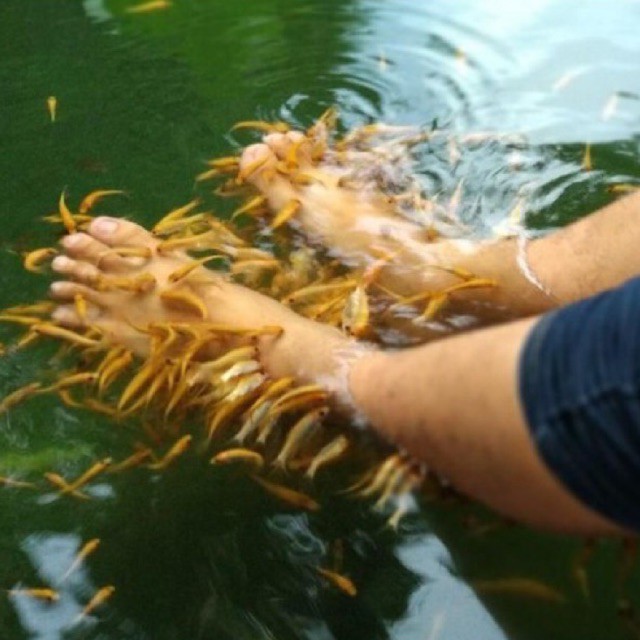 ikan terapi - mas terapi - pembelian minimal 50 ekor